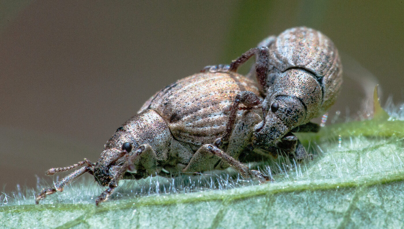 2020-05-26 - NSG Resser Wald und Emscherbruch
