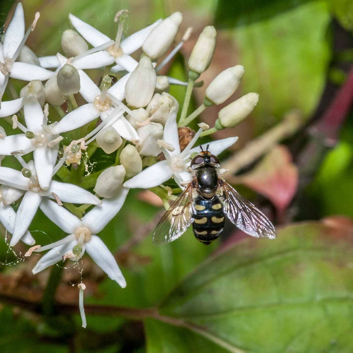 2020-05-26 - NSG Resser Wald und Emscherbruch