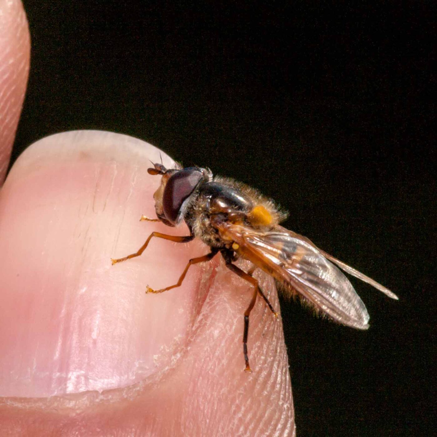 2020-05-26 - NSG Resser Wald und Emscherbruch