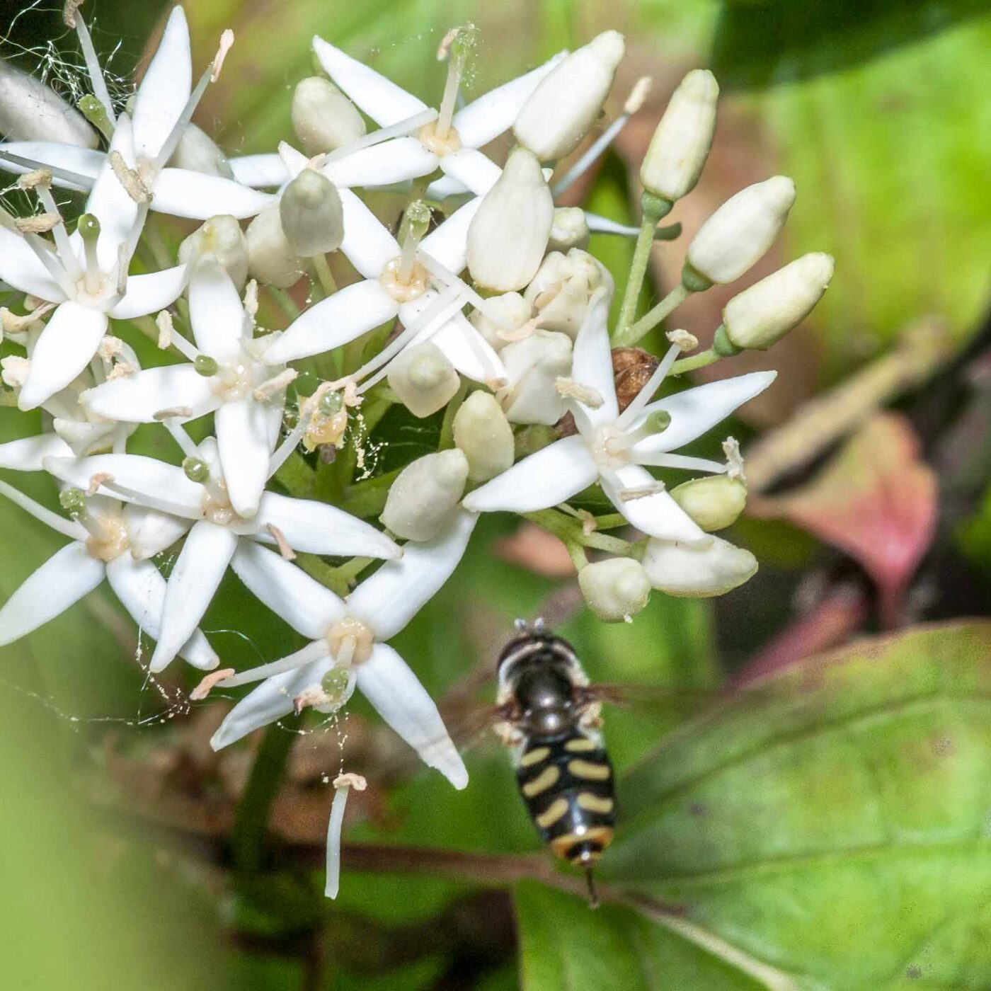 2020-05-26 - NSG Resser Wald und Emscherbruch