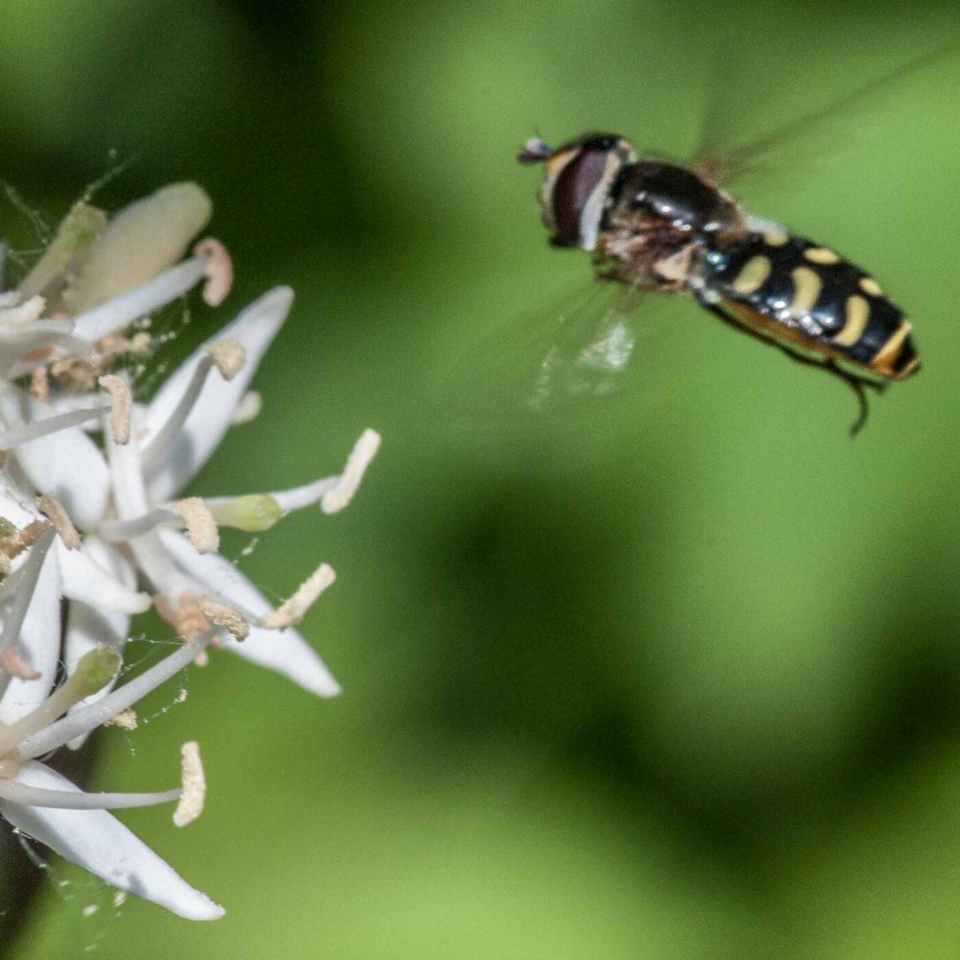 2020-05-26 - NSG Resser Wald und Emscherbruch