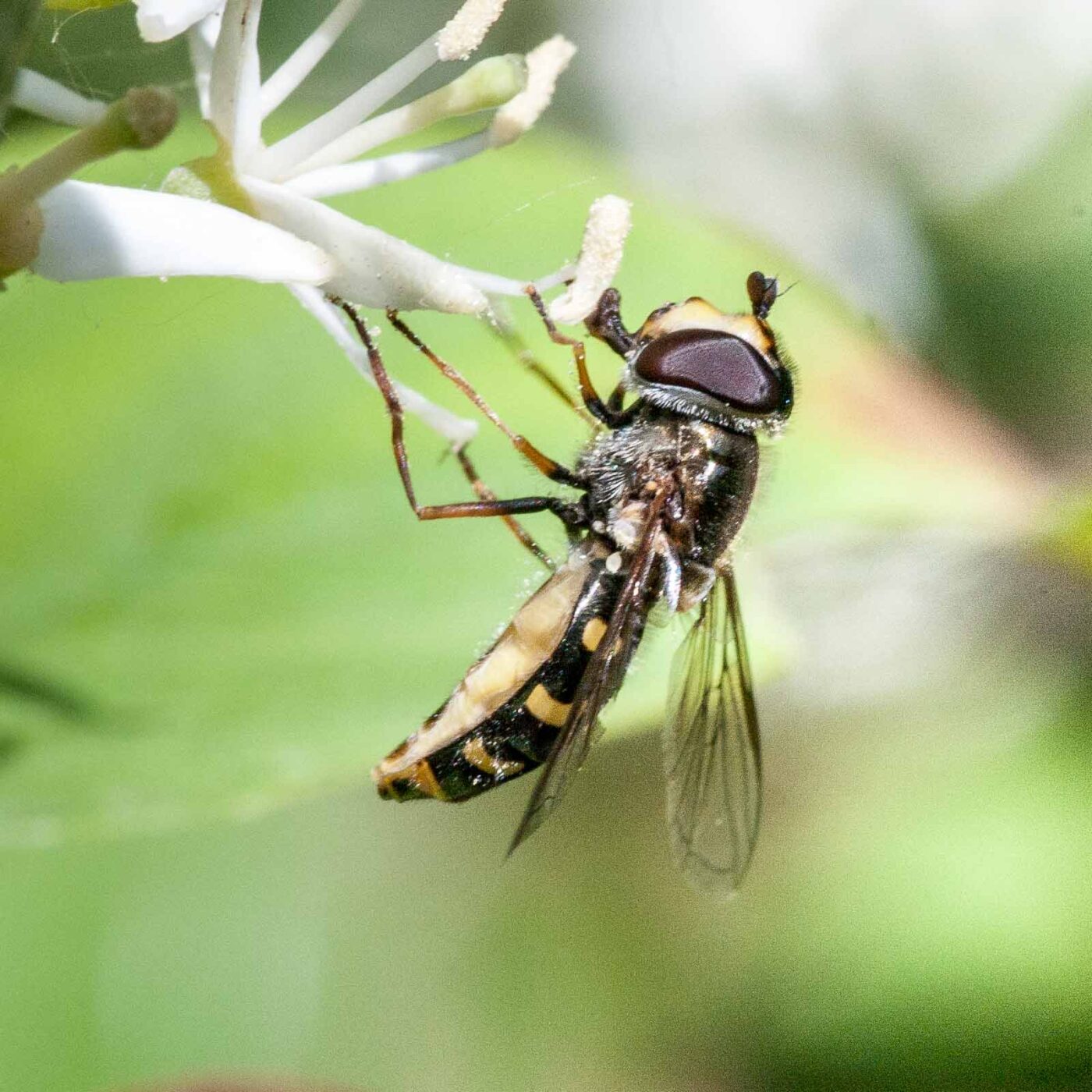2020-05-26 - NSG Resser Wald und Emscherbruch