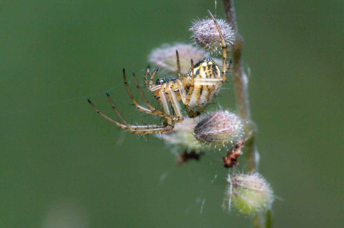 2020-05-26 - NSG Resser Wald und Emscherbruch