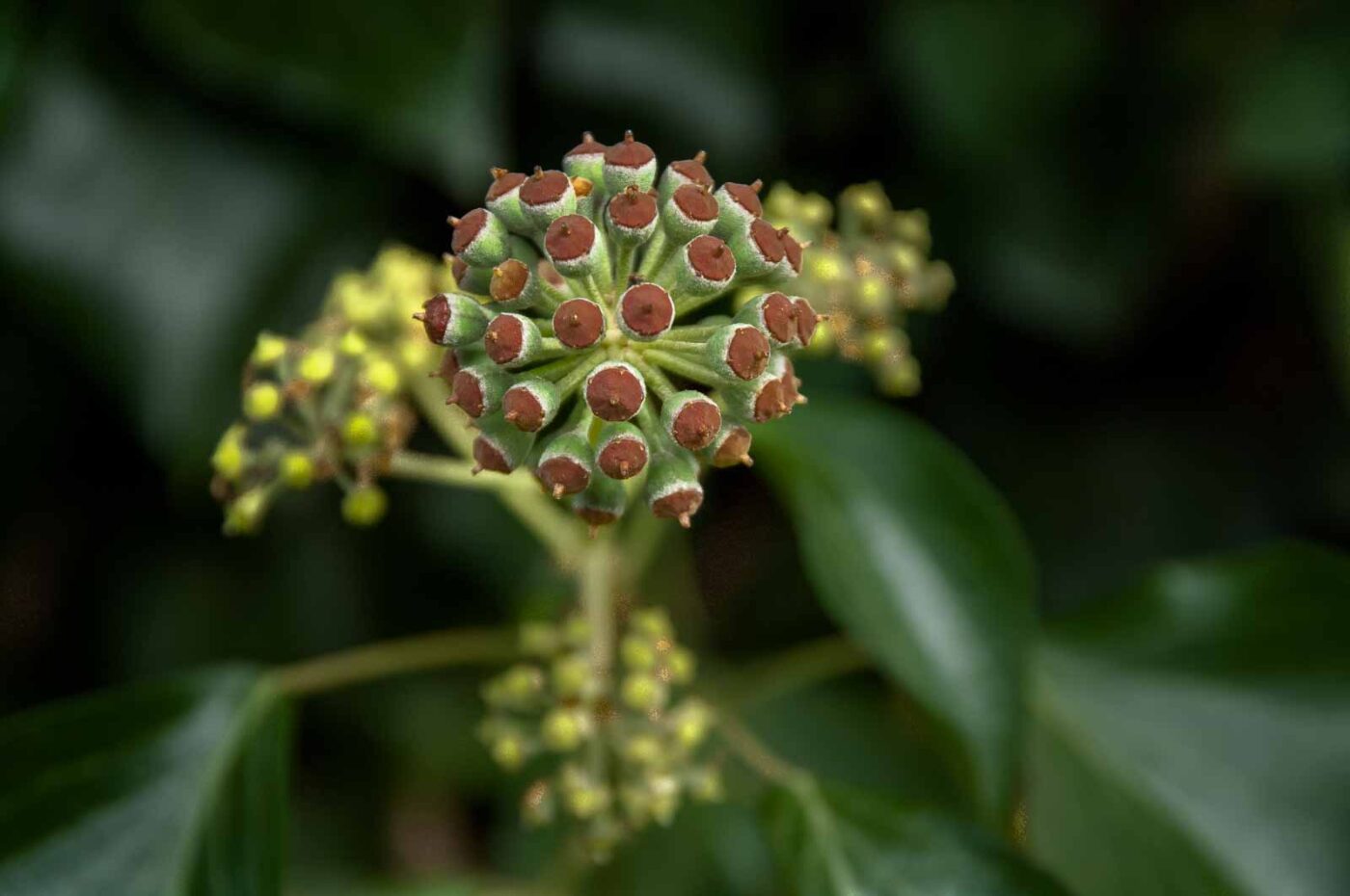 2020-10-20 - Evangelischer Friedhof Wattenscheid