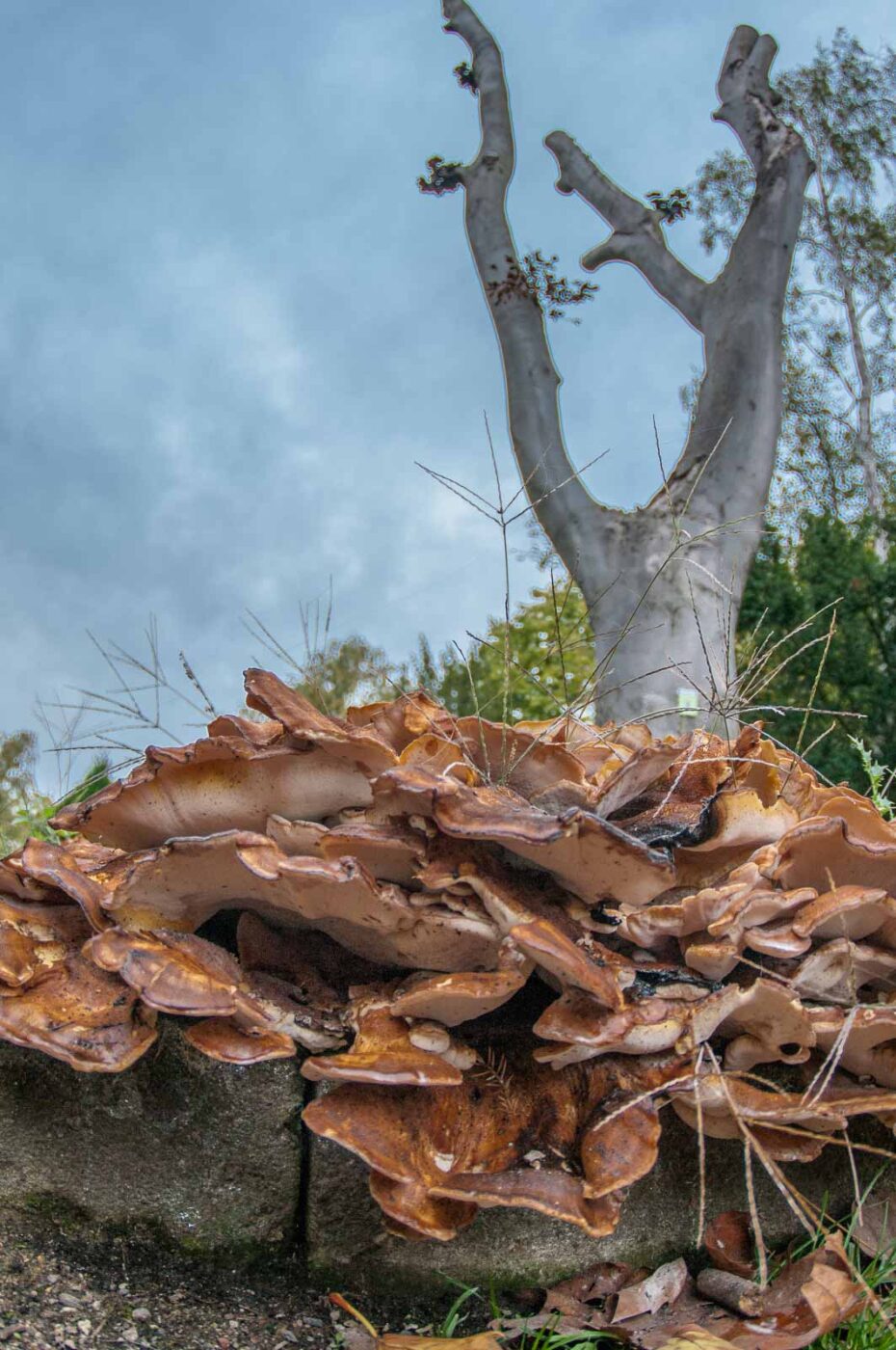 2020-10-20 - Evangelischer Friedhof Wattenscheid