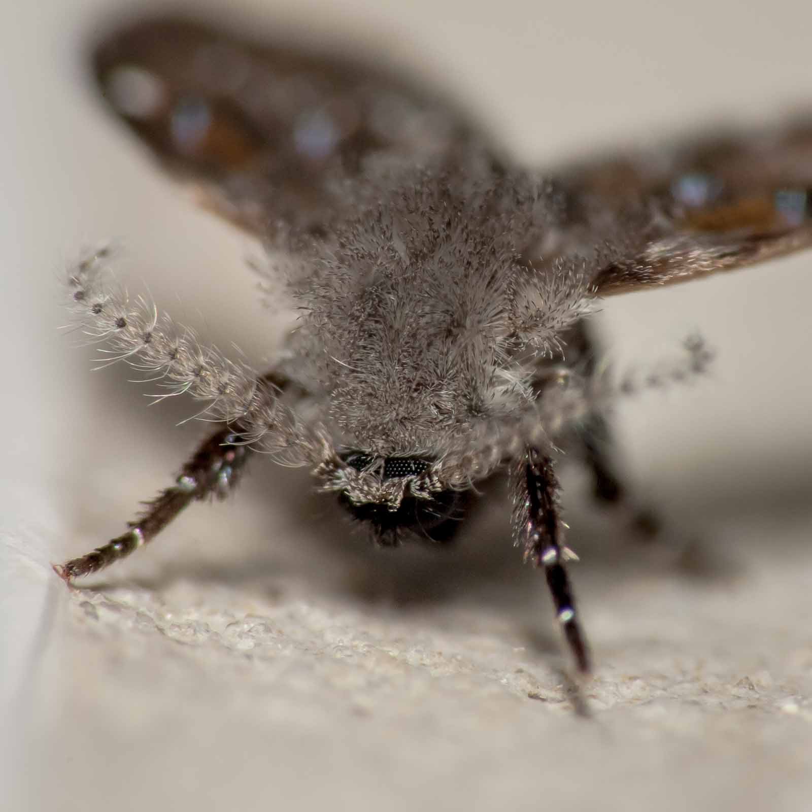 2020-10-24 – Residenzia – HolyHalla – Schmetterlingsmücke