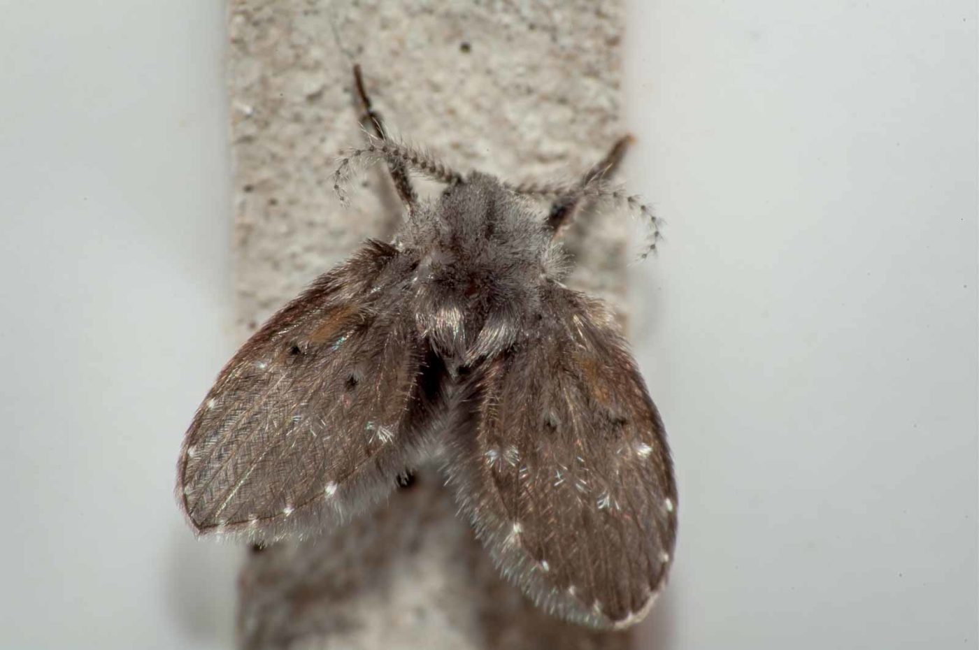 2020-10-24 - Residenzia - HolyHalla - Schmetterlingsmücke