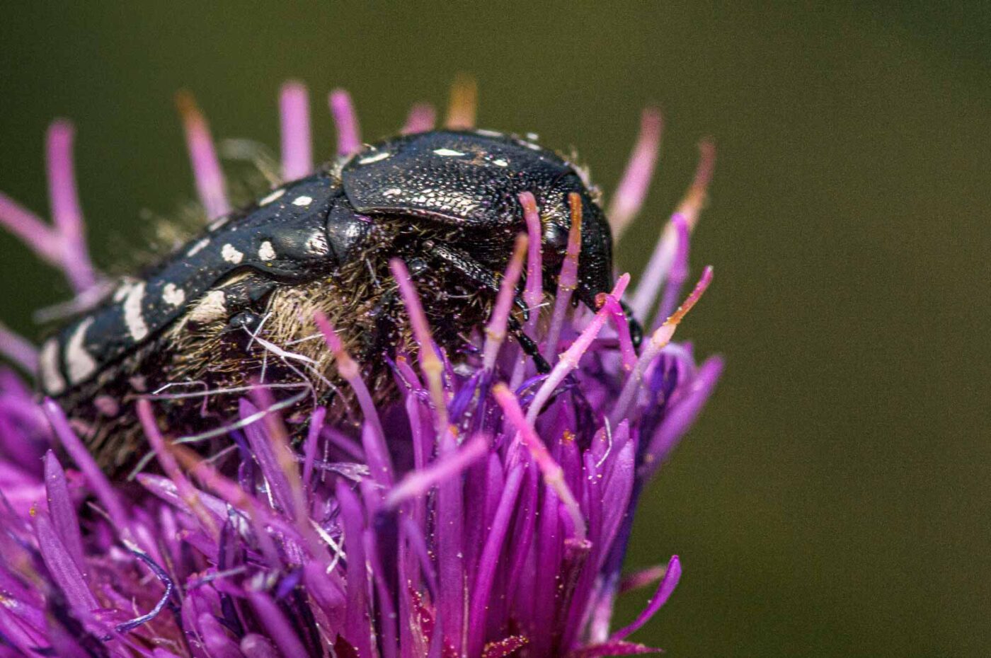 2020-07-12 - NSG Hafen Herten