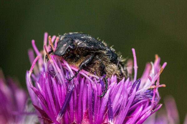 2020-07-12 - NSG Hafen Herten