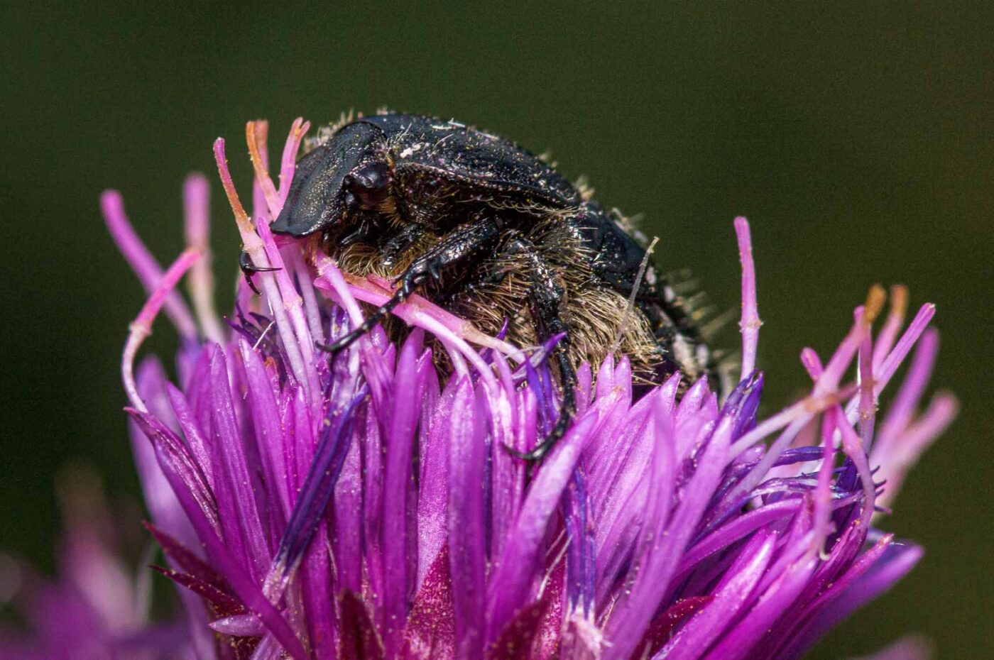 2020-07-12 - NSG Hafen Herten