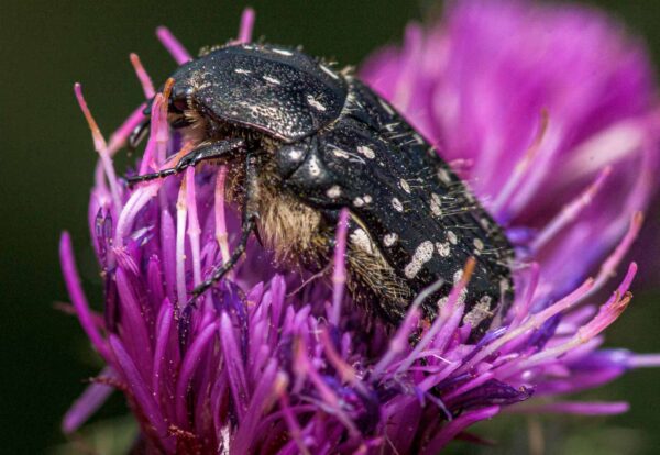 2020-07-12 - NSG Hafen Herten