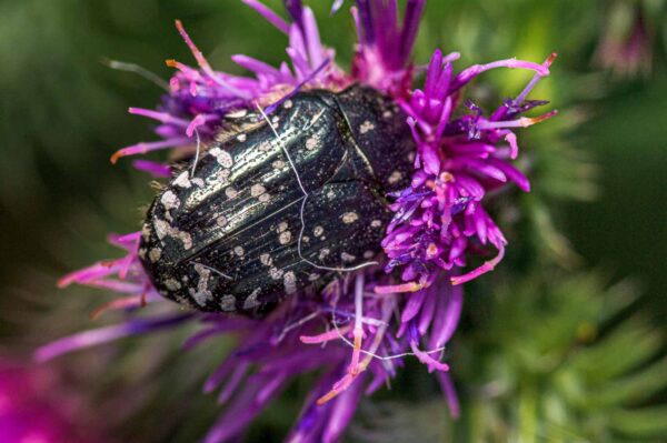 2020-07-12 - NSG Hafen Herten