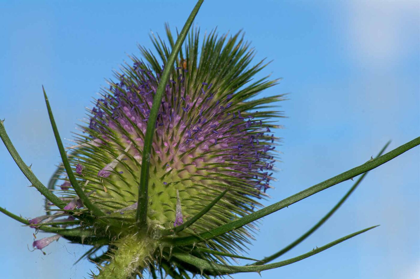 2020-07-12 - NSG Hafen Herten