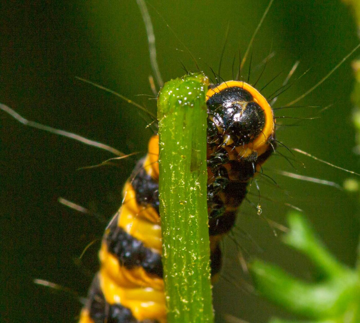 2020-07-12 - NSG Hafen Herten