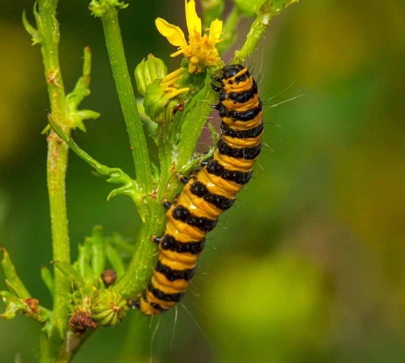 2020-07-12 - NSG Hafen Herten