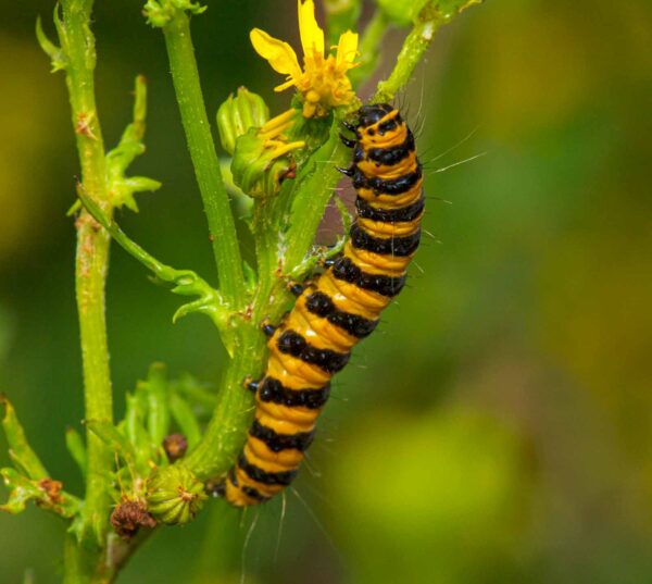 2020-07-12 - NSG Hafen Herten