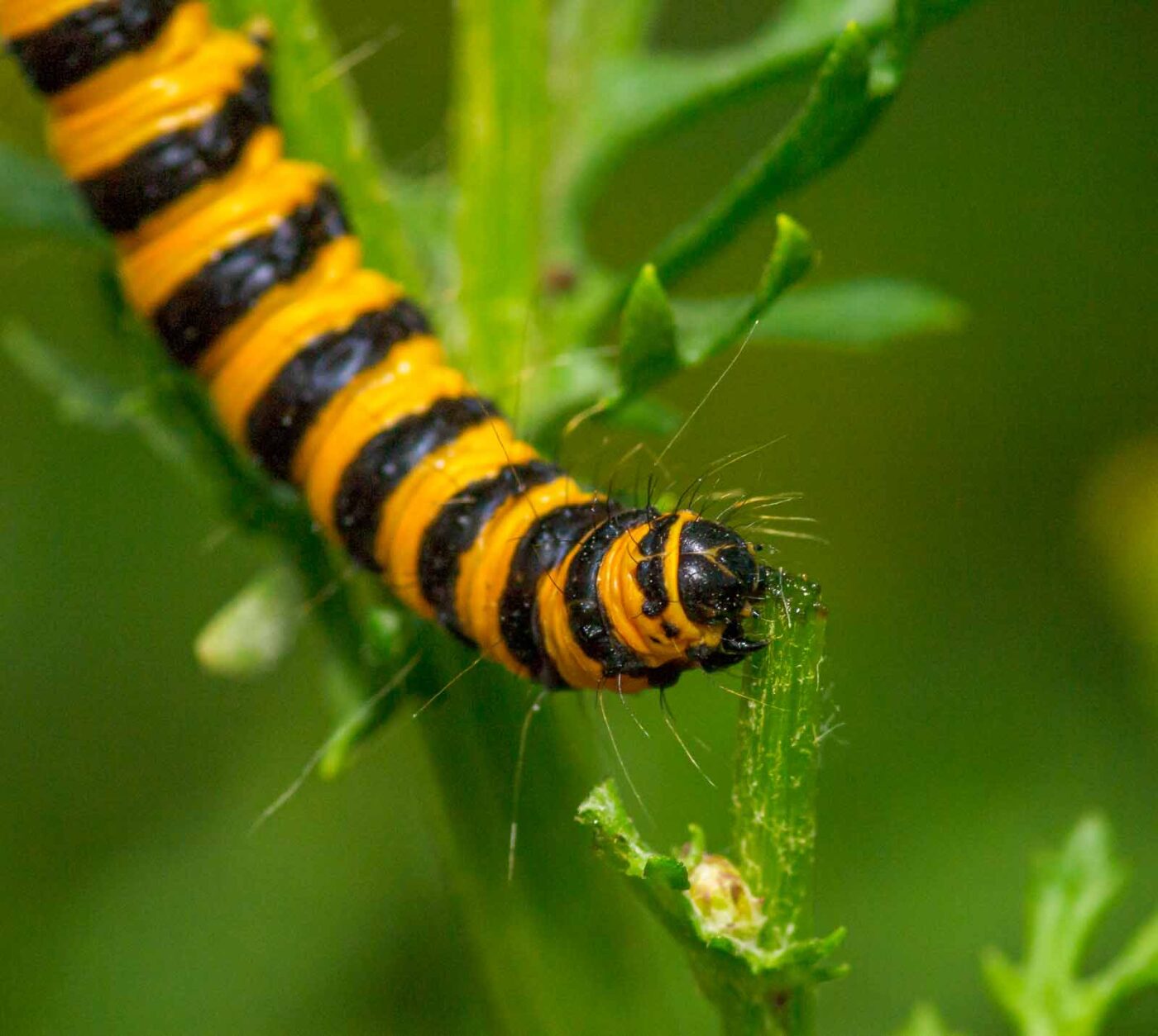 2020-07-12 - NSG Hafen Herten