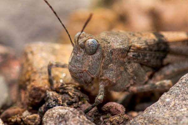 2020-07-12 - NSG Hafen Herten