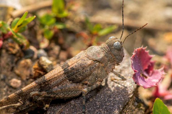 2020-07-12 - NSG Hafen Herten