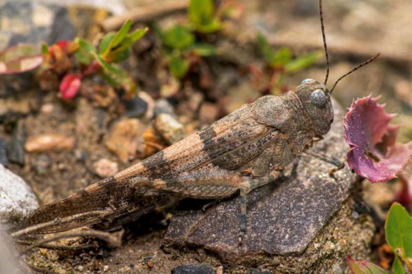 2020-07-12 - NSG Hafen Herten