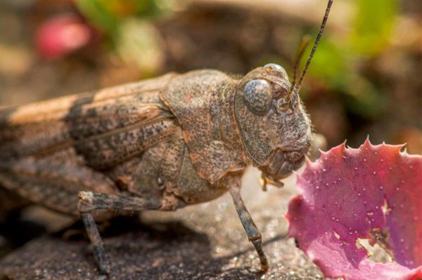 2020-07-12 - NSG Hafen Herten