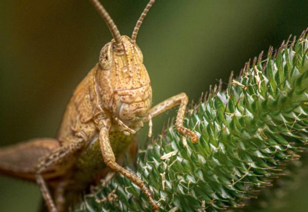 2020-07-12 - NSG Hafen Herten