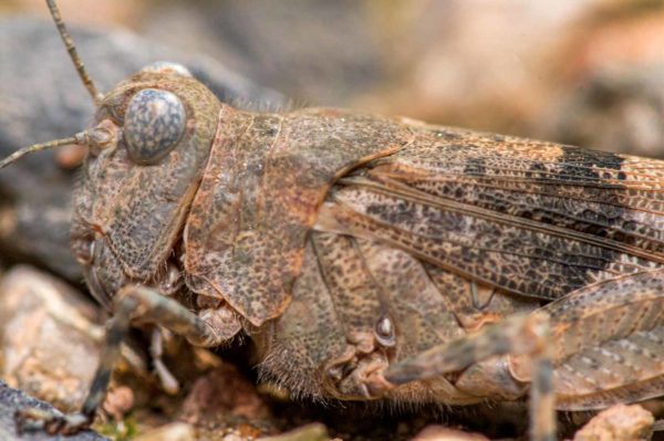 2020-07-12 - NSG Hafen Herten