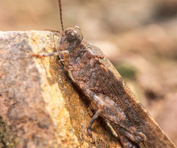 2020-07-12 - NSG Hafen Herten