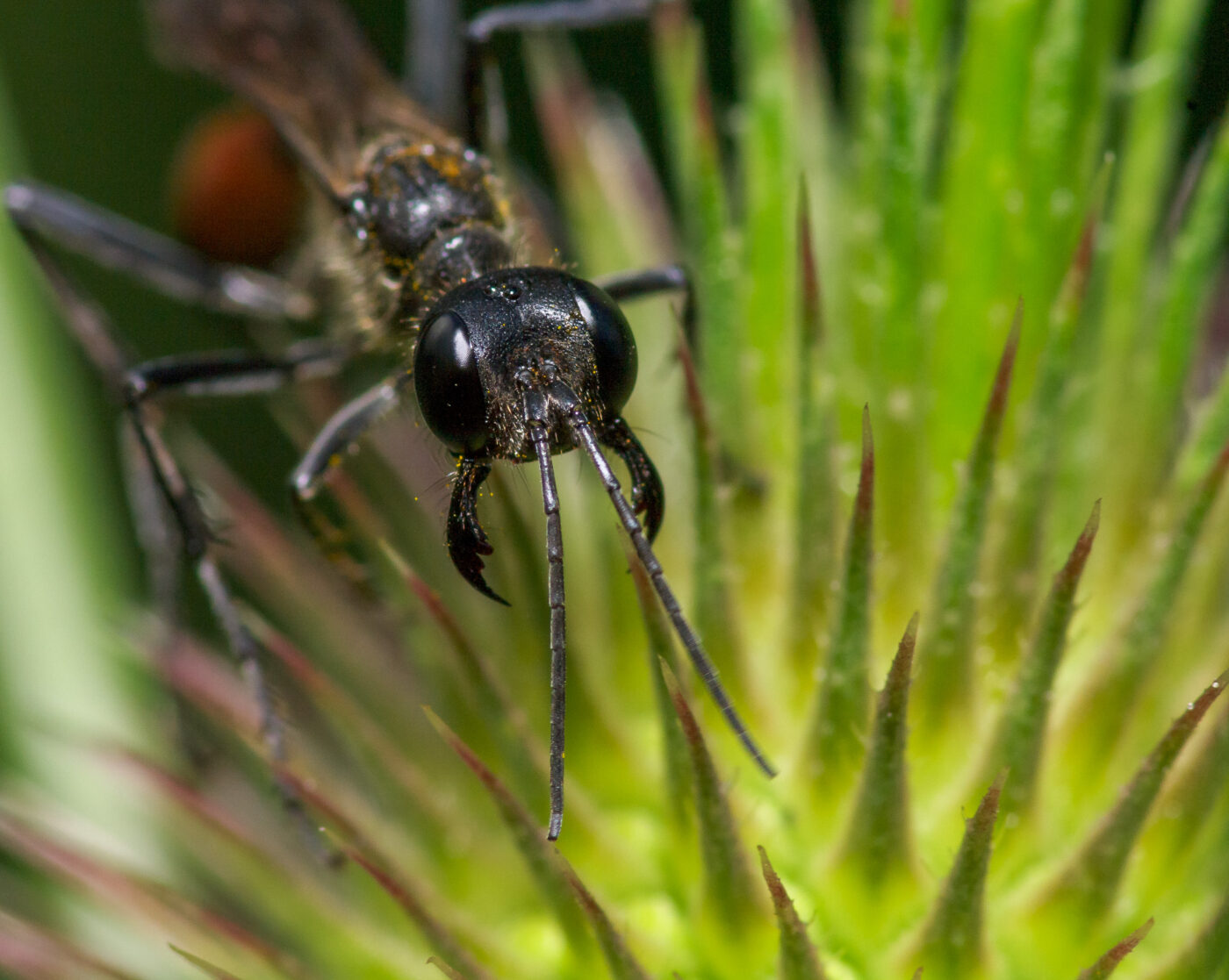 2020-07-12 - NSG Hafen Herten