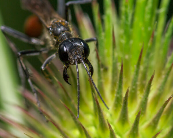 2020-07-12 - NSG Hafen Herten