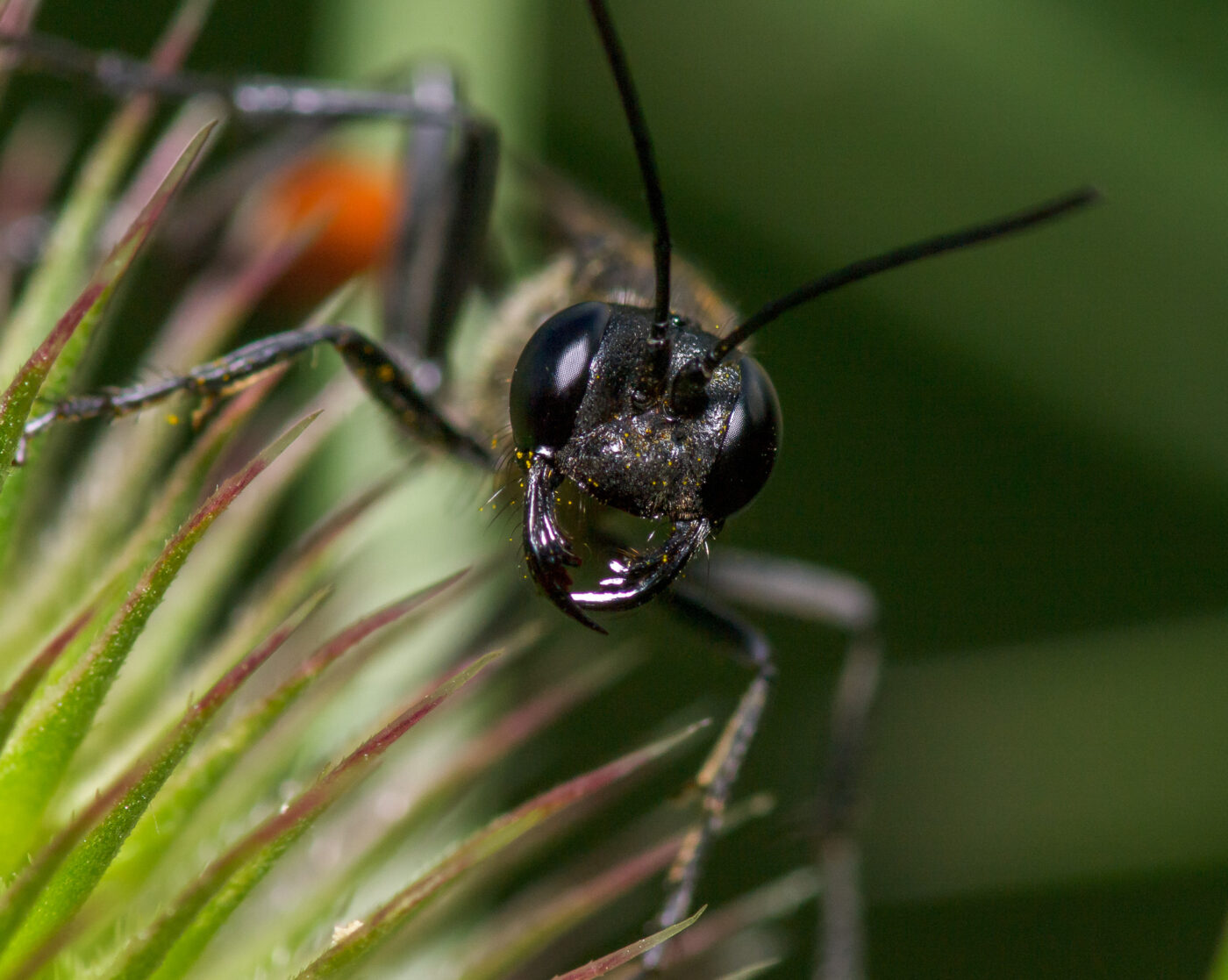 2020-07-12 - NSG Hafen Herten