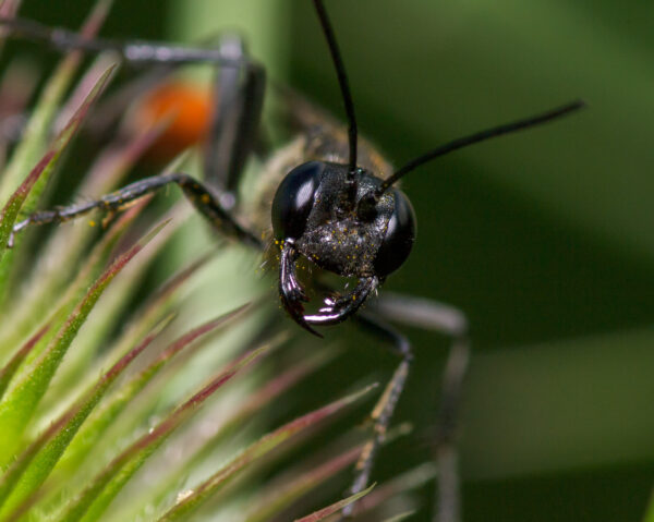 2020-07-12 - NSG Hafen Herten