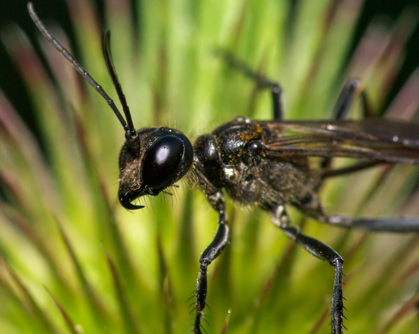 2020-07-12 - NSG Hafen Herten