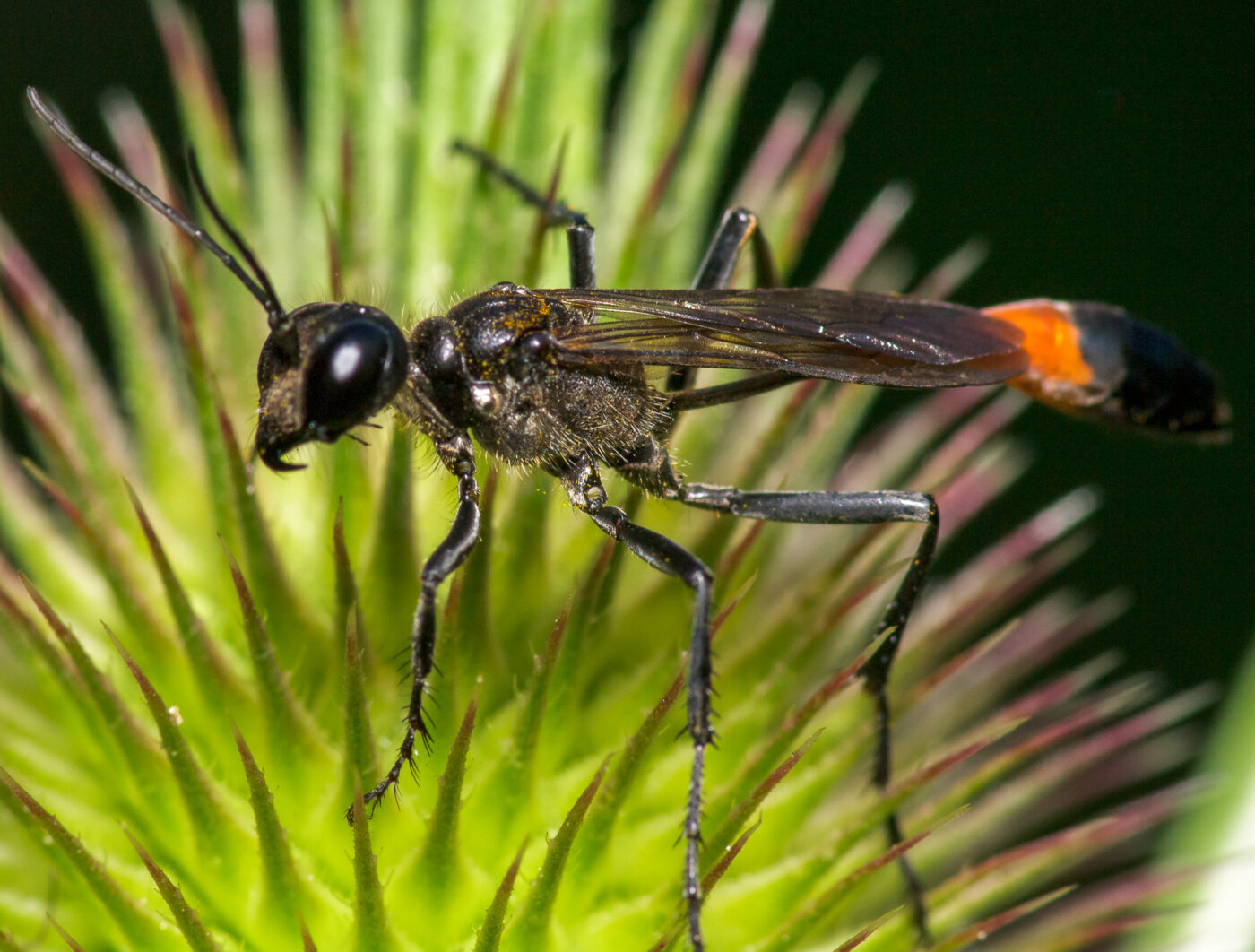 2020-07-12 - NSG Hafen Herten