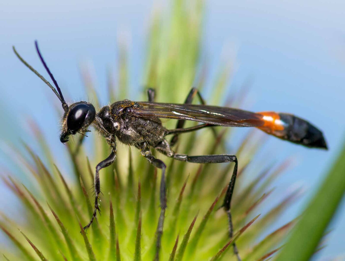 2020-07-12 - NSG Hafen Herten