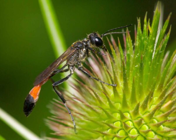 2020-07-12 - NSG Hafen Herten