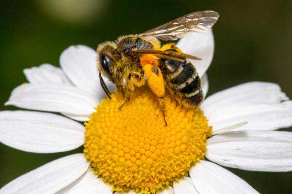 2020-07-12 - NSG Hafen Herten