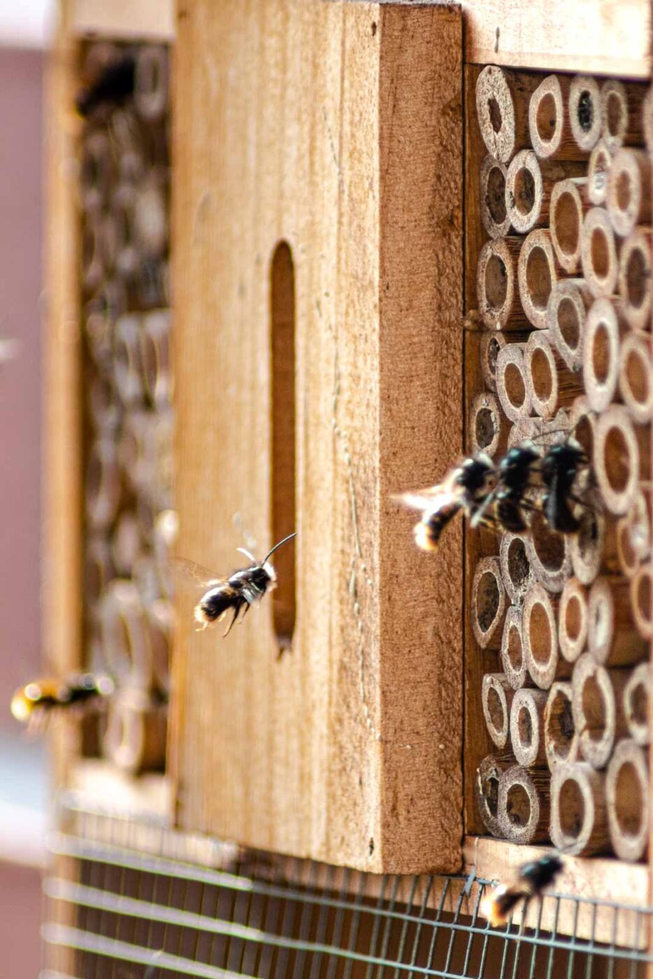 2021-03-25 - RE-Sidenzia auf'm BallKong