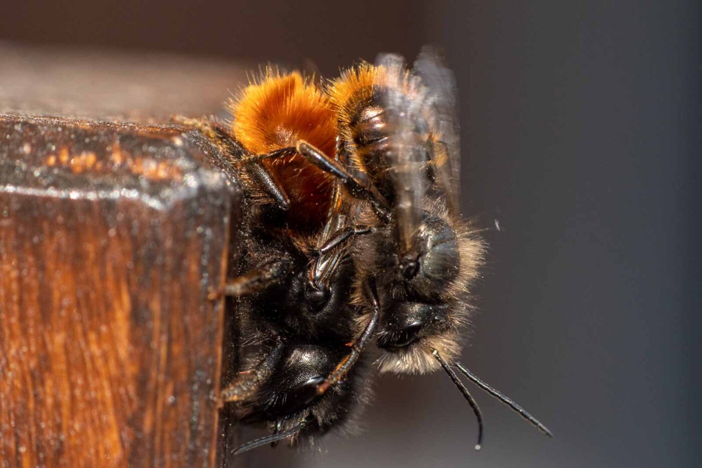 2021-03-25 - RE-Sidenzia auf'm BallKong