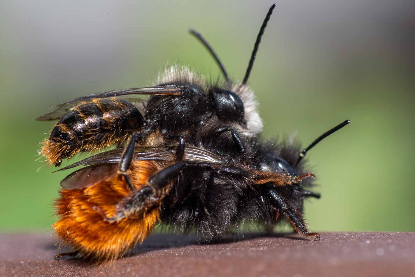 2021-03-25 - RE-Sidenzia auf'm BallKong