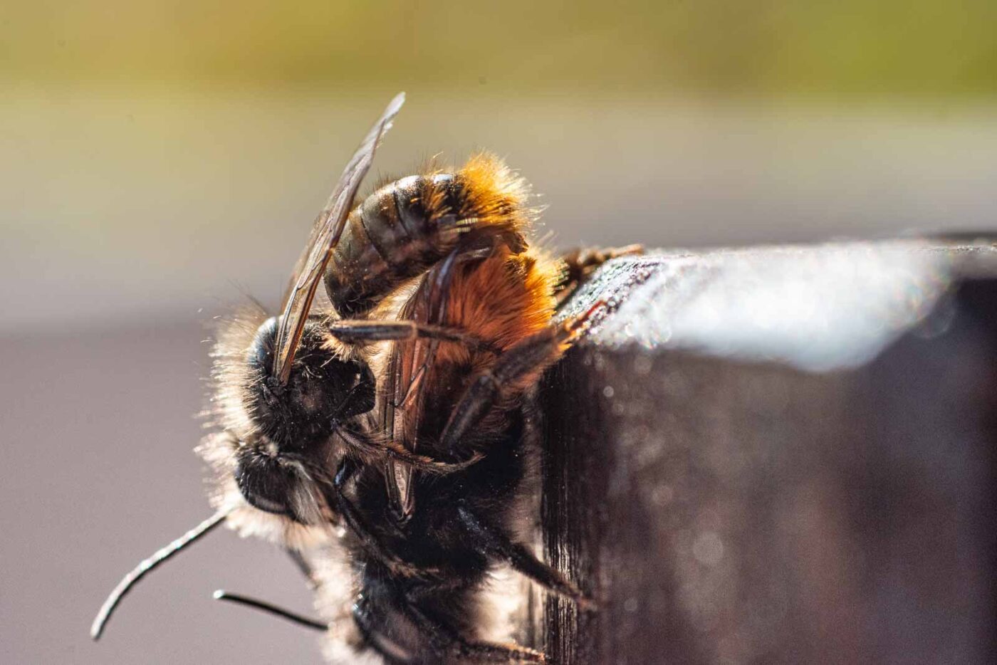 2021-03-25 - RE-Sidenzia auf'm BallKong