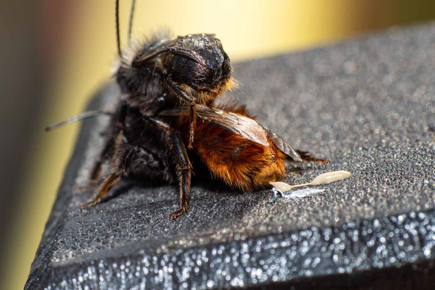 2021-03-25 - RE-Sidenzia auf'm BallKong