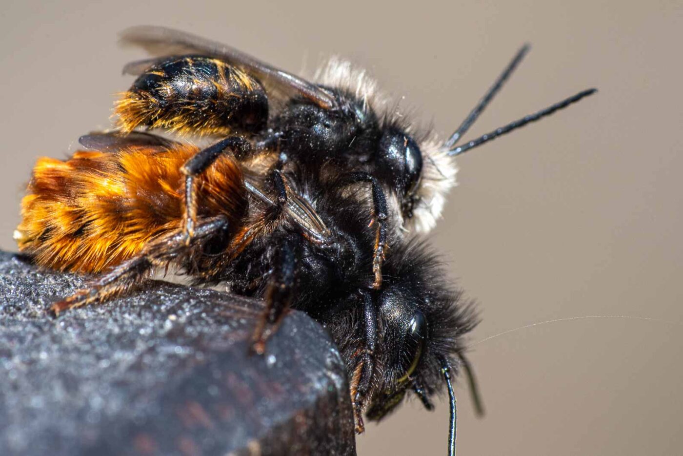 2021-03-25 - RE-Sidenzia auf'm BallKong