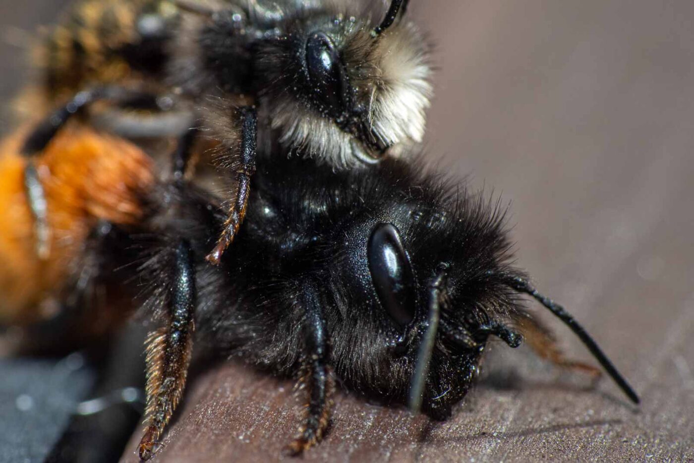 2021-03-25 - RE-Sidenzia auf'm BallKong