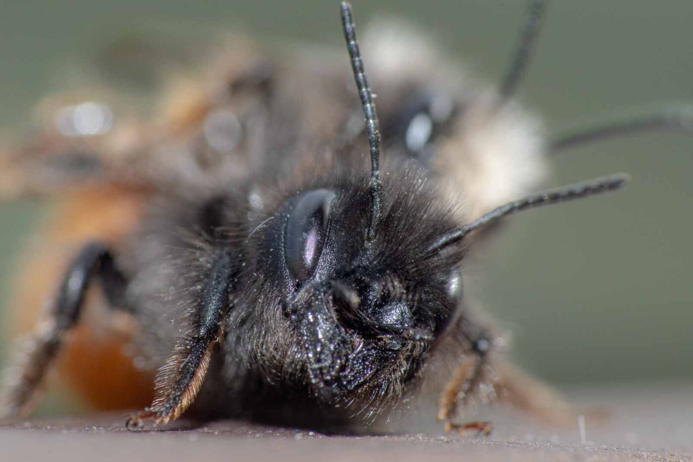 2021-03-25 - RE-Sidenzia auf'm BallKong