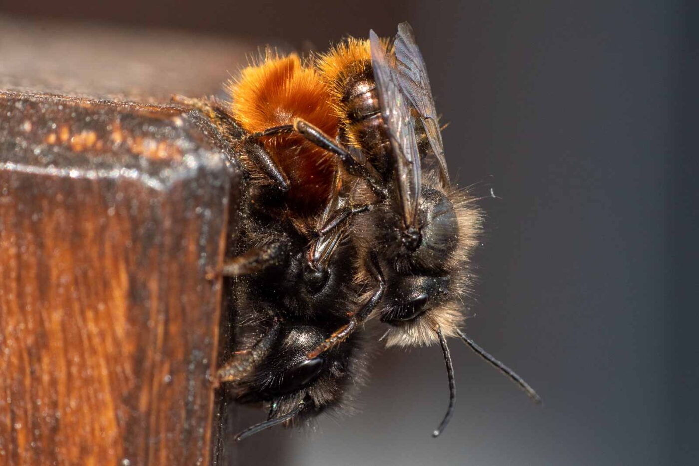 2021-03-25 - RE-Sidenzia auf'm BallKong