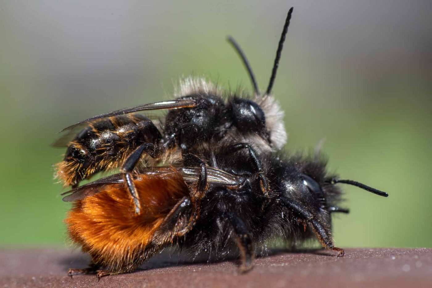 2021-03-25 - RE-Sidenzia auf'm BallKong