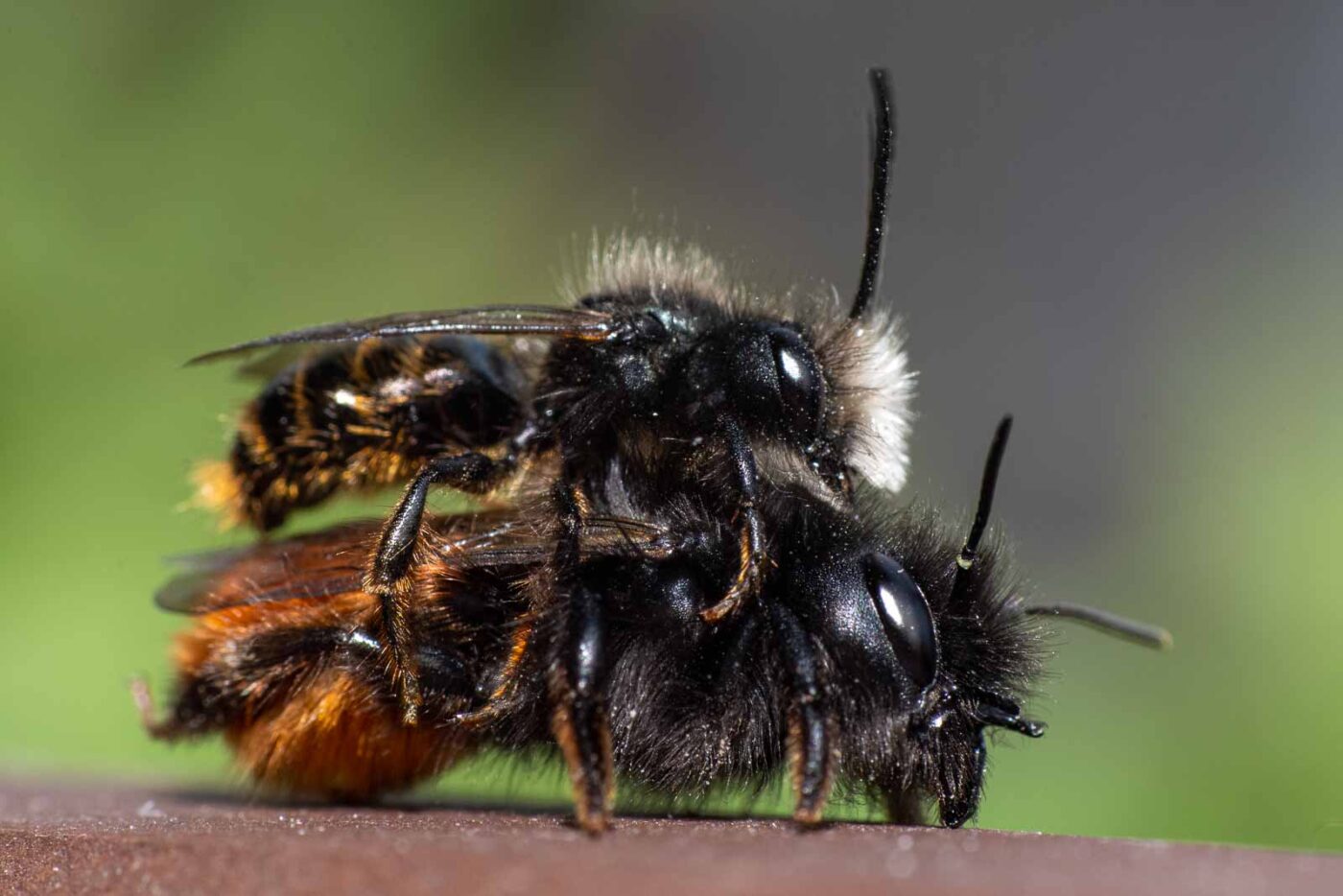 2021-03-25 - RE-Sidenzia auf'm BallKong