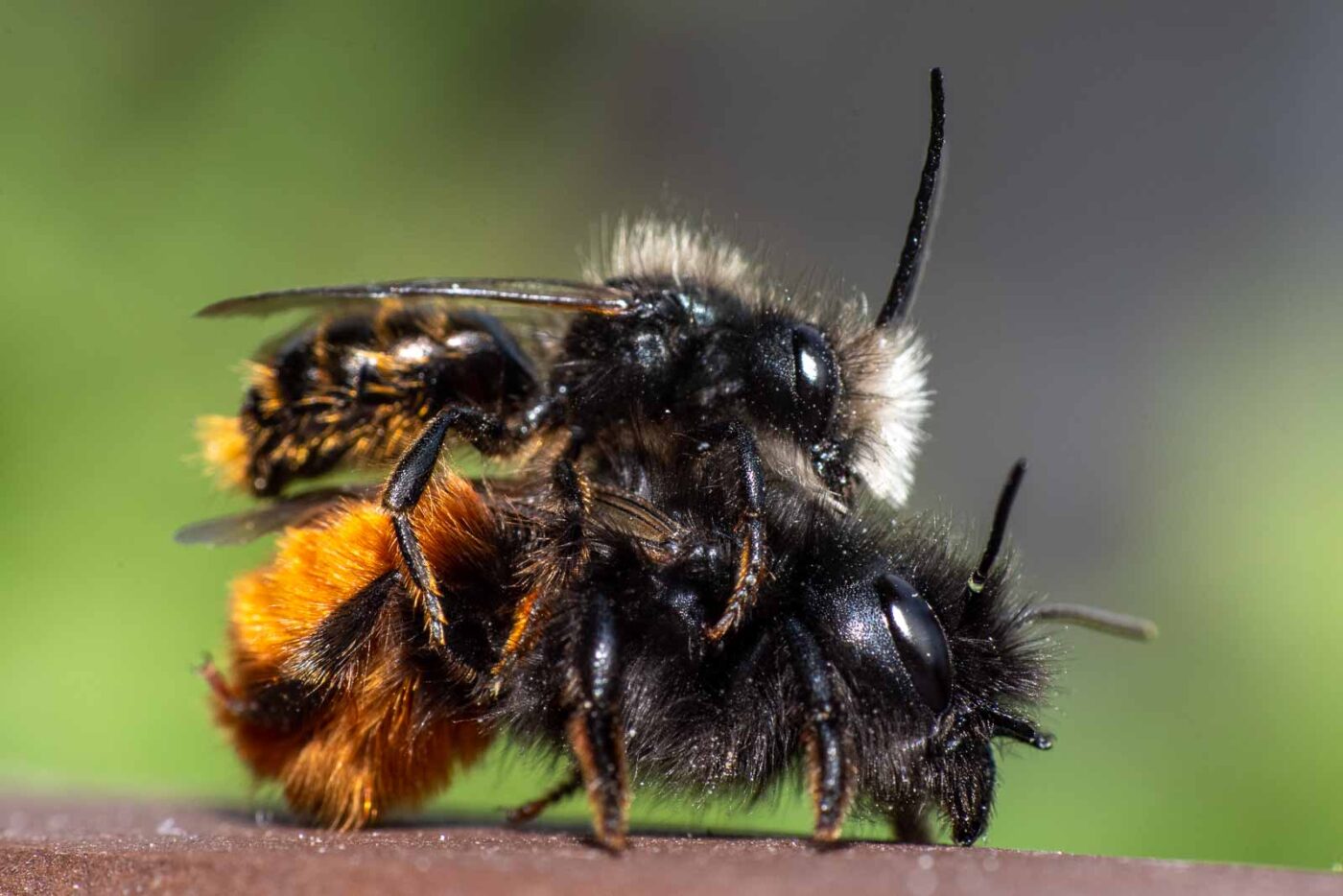 2021-03-25 - RE-Sidenzia auf'm BallKong