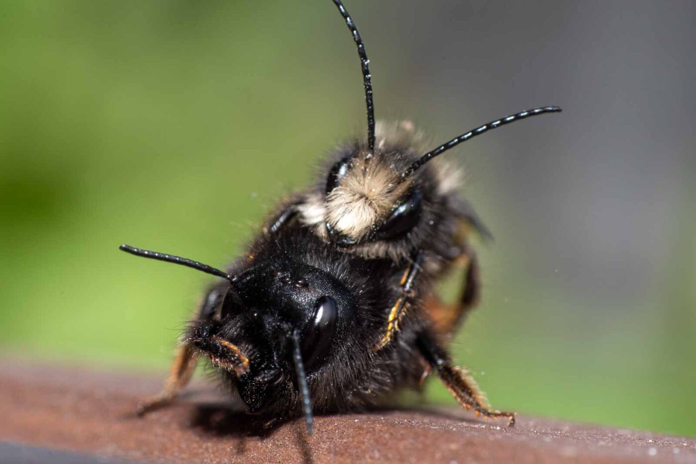 2021-03-25 - RE-Sidenzia auf'm BallKong